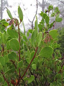 Arctostaphylos ohloneana httpsuploadwikimediaorgwikipediacommonsthu