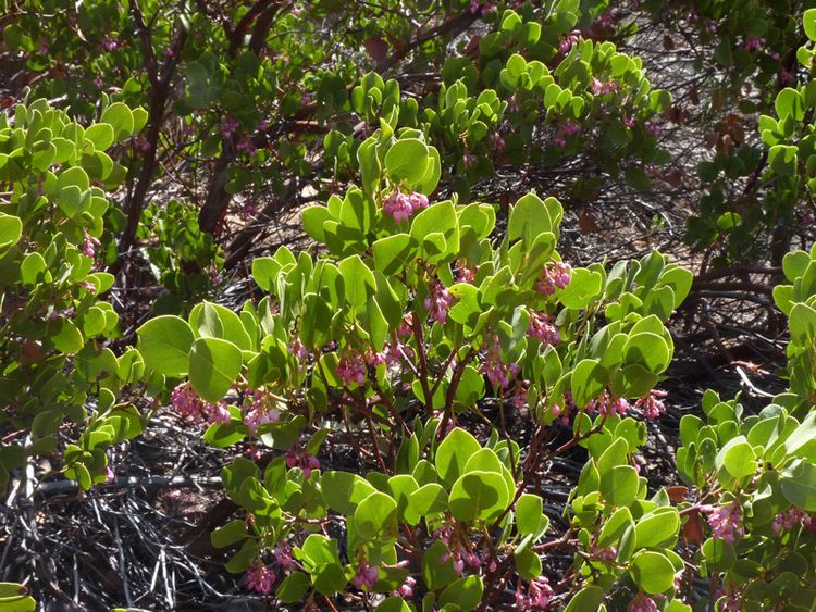 Arctostaphylos patula Southwest Colorado Wildflowers Arctostaphylos patula