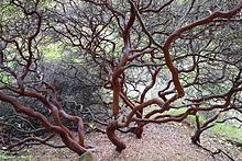 Arctostaphylos purissima httpsuploadwikimediaorgwikipediacommonsthu