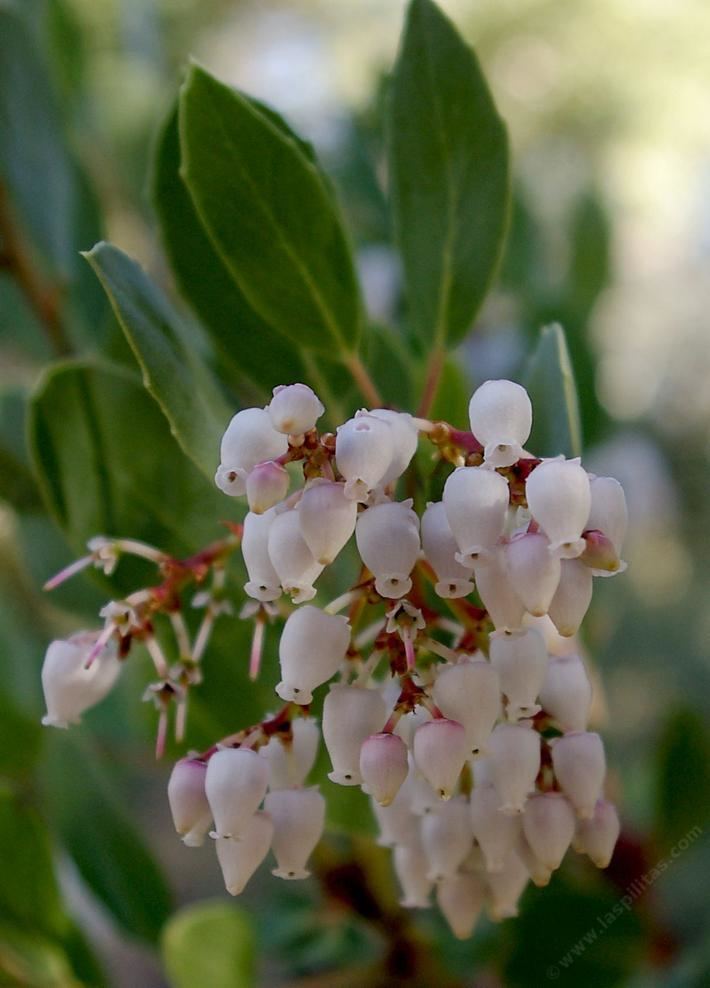 Arctostaphylos rainbowensis wwwlaspilitascomimagesgrid24187127simages