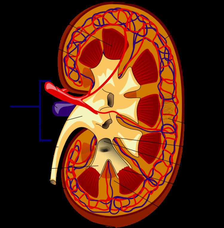 Arcuate arteries of the kidney