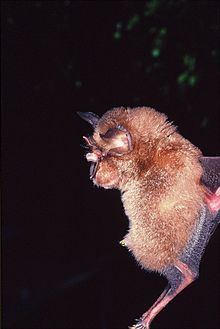 Arcuate horseshoe bat httpsuploadwikimediaorgwikipediacommonsthu