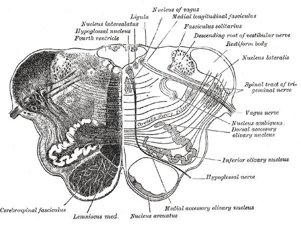 Arcuate nucleus (medulla)