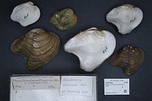 Arcuate pearly mussel httpsuploadwikimediaorgwikipediacommonsthu