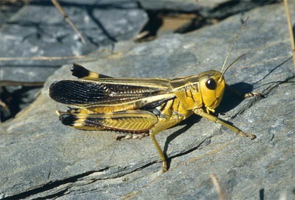 Arcyptera European locusts and their ecology Arcyptera fusca