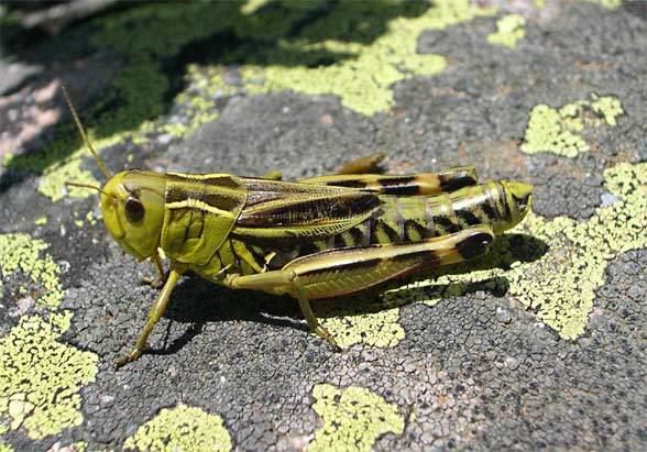 Arcyptera European locusts and their ecology Arcyptera fusca