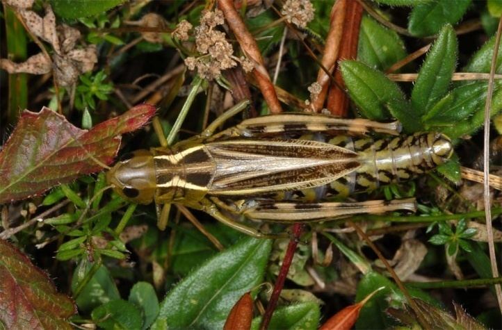 Arcyptera fusca European locusts and their ecology Arcyptera fusca