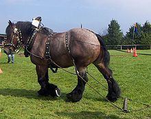 Ardennes horse httpsuploadwikimediaorgwikipediacommonsthu
