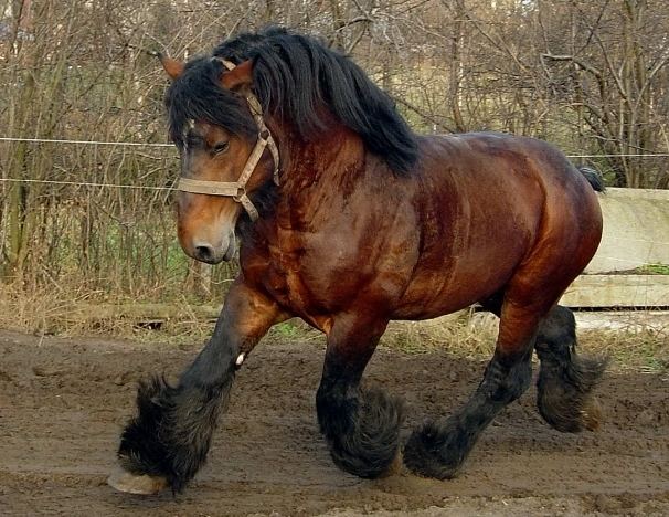 Ardennes horse Ardennes Horse Info Origin History Pictures Horse Breeds