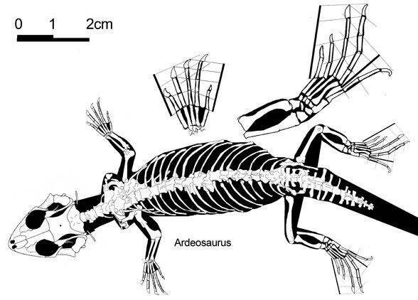 Ardeosaurus Ardeosaurus and Norellius