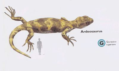 Ardeosaurus Ardeosaurus Images Video Information