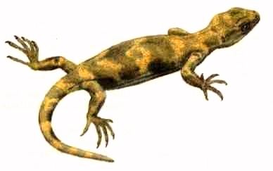Ardeosaurus Palaeos Vertebrates Squamata Scincogekkonomorpha
