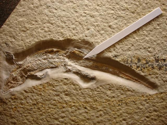 Ardeosaurus Ardeosaurus sp Die Fossilien von Solnhofen