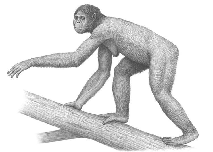 Ardipithecus Ardipithecus ramidus