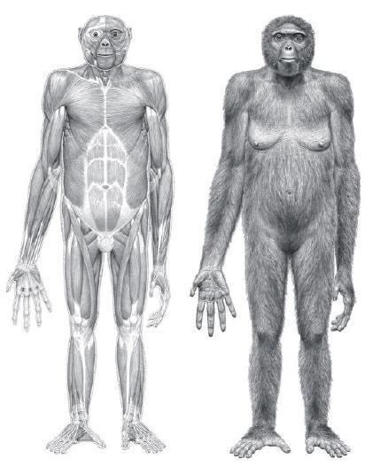 Ardipithecus At long last meet Ardipithecus ramidus Laelaps