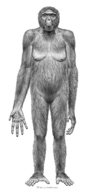 Ardipithecus Ardipithecus We Meet At Last The Loom The Loom