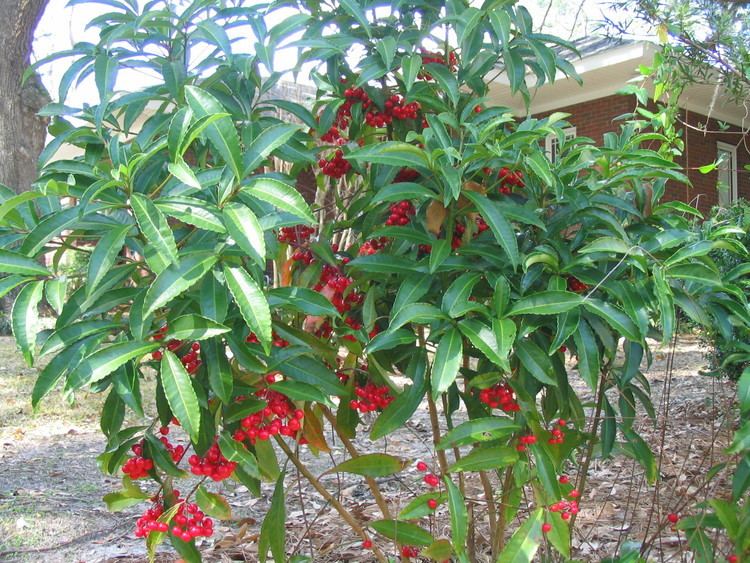 Ardisia Seek and Destroy Ardisia and Other Invasive Exotic Plants