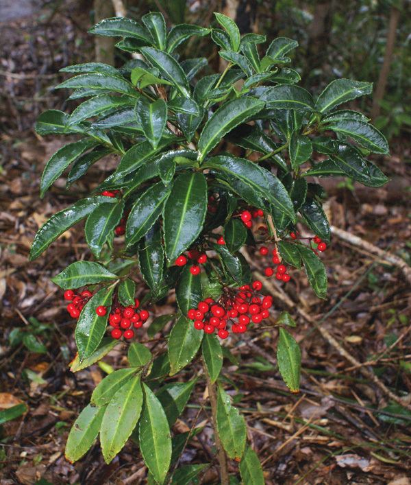 Ardisia crenata Ardisia crenata Sydney Weeds Committees