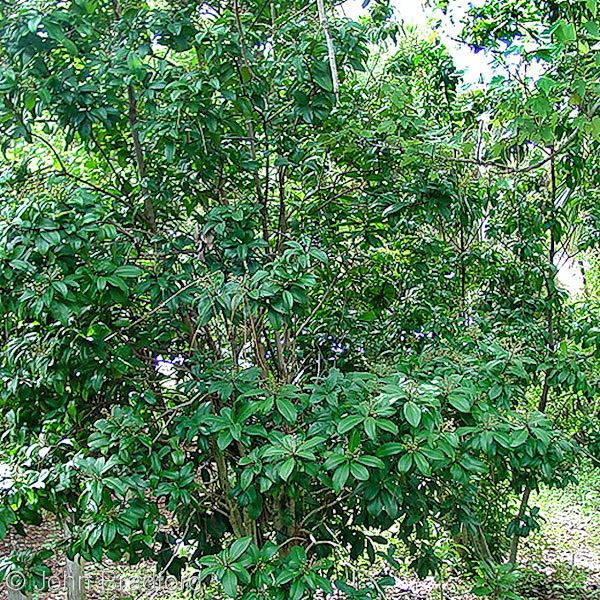 Ardisia escallonioides Florida Native Plant Society
