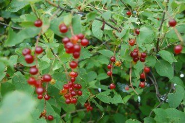 Are all wild berries poisonous Are all wild berries poisonous