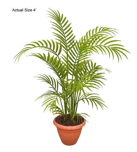 Areca Areca Palm Tree Dypsis lutescens