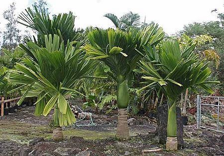 Areca Areca catechu Palmpedia Palm Grower39s Guide