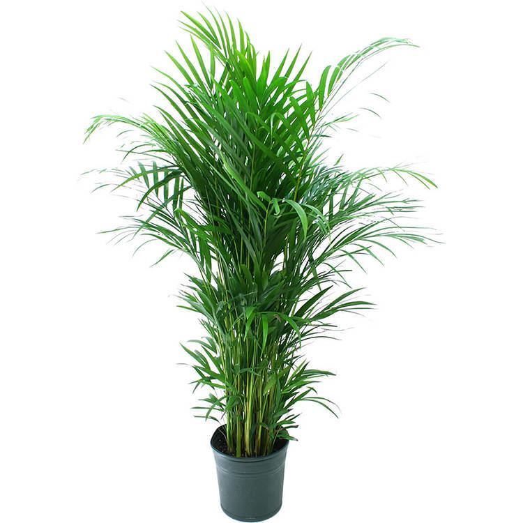 Areca Delray Plants Areca Palm in 10quot Pot Walmartcom