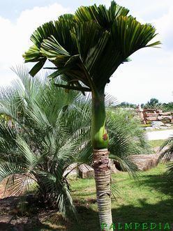 Areca catechu Areca catechu Palmpedia Palm Grower39s Guide