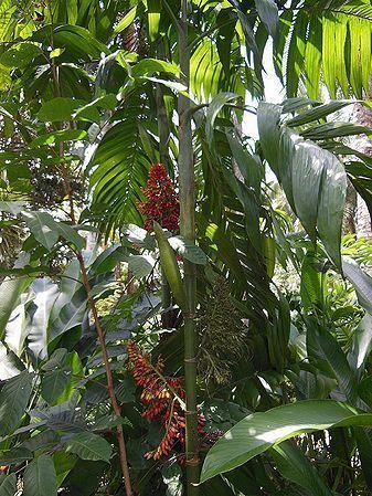 Areca concinna Areca concinna Palmpedia Palm Grower39s Guide