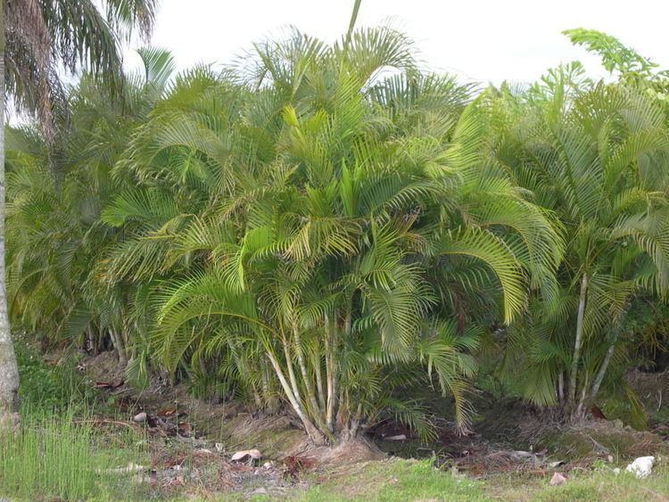 Areca How to Grow Areca Palm eBay
