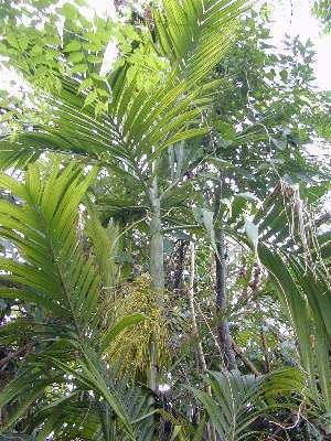 Areca triandra Areca triandra Palmpedia Palm Grower39s Guide