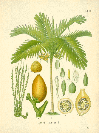 Arecaceae Arecaceae palm family