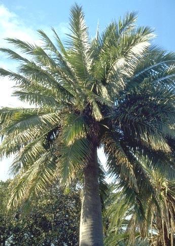 Arecaceae - Alchetron, The Free Social Encyclopedia