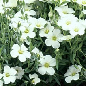 Arenaria montana Arenaria montana 39Avalanche39 Seeds 295 from Chiltern Seeds