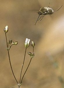 Arenaria ursina httpsuploadwikimediaorgwikipediacommonsthu
