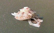 Arene (gastropod) httpsuploadwikimediaorgwikipediacommonsthu