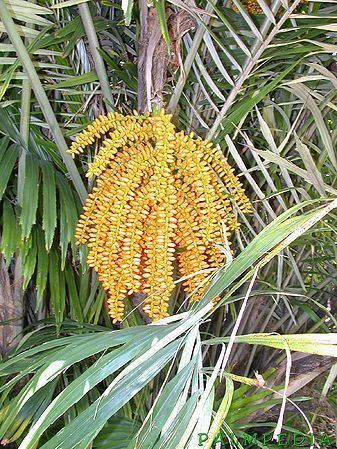 Arenga Arenga engleri Palmpedia Palm Grower39s Guide