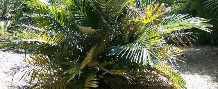 Arenga engleri Dwarf Sugar Palm Formosa Palm Arenga engleri