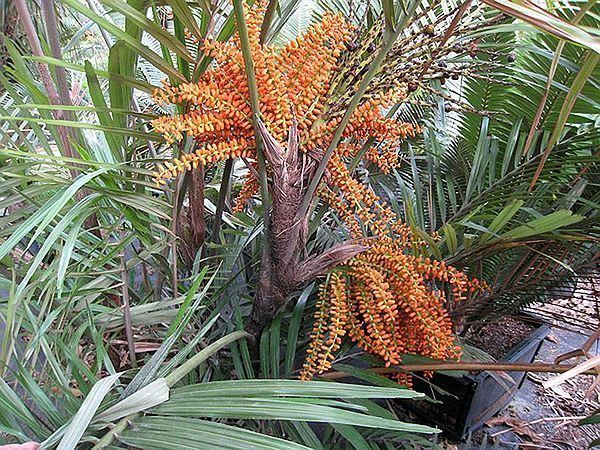 Arenga engleri Arenga engleri Palmpedia Palm Grower39s Guide
