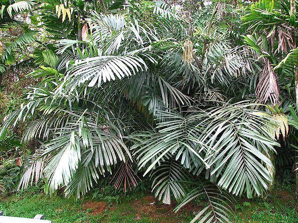 Arenga Arenga tremula Palmpedia Palm Grower39s Guide