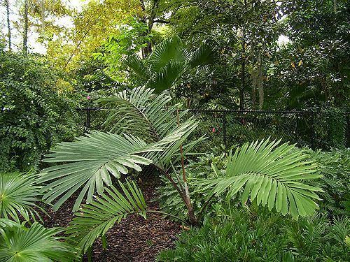 Arenga micrantha Arenga micrantha Palmpedia Palm Grower39s Guide