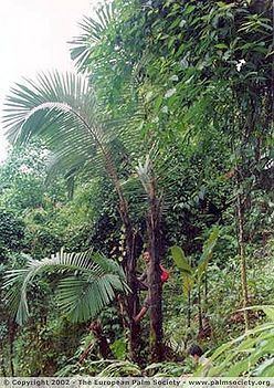 Arenga micrantha Arenga micrantha Palmpedia Palm Grower39s Guide