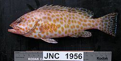 Areolate grouper Areolate grouper Wikipedia