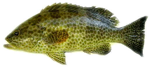 Areolate grouper wwwfooduniversitycomfooduseafoodcresourceso