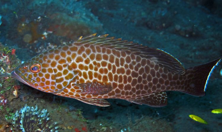 Areolate grouper Areolate grouper Epinephelus areolatus Bali Indonesia Flickr