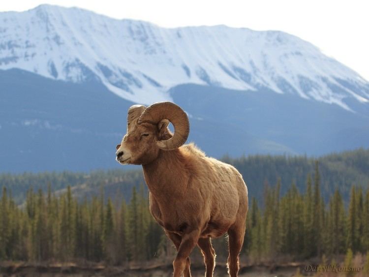 Argali Argali Facts History Useful Information and Amazing Pictures
