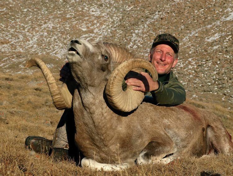 Argali High Altai Argali Shikar Safaris