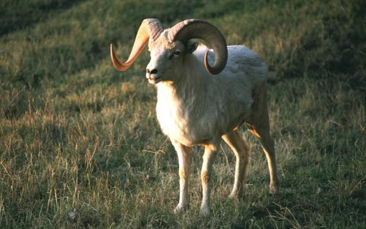 Argali The argali is the largest of the wild sheep and the males have