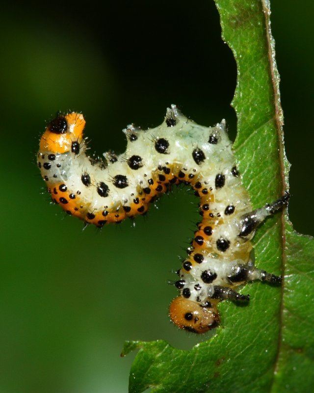 Arge ochropus Rose Sawfly Arge ochropus larva photo Stephen Luk photos at