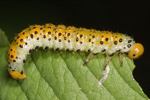 Arge ochropus Larva on rose bush Arge ochropus BugGuideNet